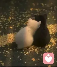 發(fā)生一些事，來到了一些時刻，是為了提醒來日并不方長，所以哪里會有那么一個完美的理想化的契機去演繹“如果……”
?The truth is that while
I feel more grown up,
fewer people let in
in my space.
Over time,
and so many disappointments,
Can't stand it, can't tolerate it
disrespectful,
nor that they want to invalidate
my feelings.
The more I grow up,
less drama
i want in my life,
less desire to get in
in other worlds.
As time goes by,
i realize that now
I demand more by allowing
the entrance to my heart.
That I am no longer a conformist,
that I'm not willing
to have less.
I prefer to be quiet,
without anyone interrupting my happiness,
that I don't see anymore
to nobody on a pedestal.
And that the only ones
expectations i have,
are MY own goals
to be fulfilled.配圖