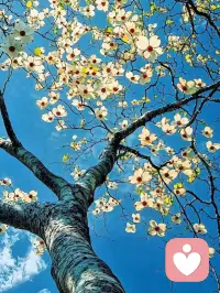 今天阅读《风吹哪页读哪页》
不要预设和别人的关系，不管是友情还是爱情，预设长期都是不太现实的，就自然的相处，命运的风吹到哪页，我们就读到哪页，经久的陪伴都是不可求的，能够在合适的时候相知相遇，经历过，开心过，痛快过就已经是一种馈赠，有些人，注定就是生命中的过客，遇见是因为有债要还，离开是因为还清了，前世不欠，今生不见，缘起我在人群中看到你，缘灭我看见你在人群中。因果有序，缘起缘灭之间，就是我们一段接一段的旅程中，最难得的意义配图