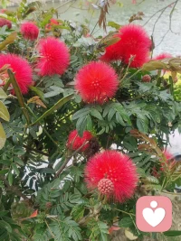 很喜欢宫崎骏说的一段话：你要相信，世上总有一个人愿用最朴素的方式爱你，不是撩，也不是套路，就是那种单纯的想对你好，忍不住的那种。两个人只要想在一起，就一定能在一起。不必担心家庭，不必恐惧末来，在这个年代，我们无法决定的事情有很多，但也正是因为这个年代，也井没有什么东西能阻止两个人相爱。只要两个人说的话都算数，无论多难都能走下去，珍惜上天给的缘分，你要知道，爱情里最大的遗憾绝对不是最后没有结果，而是当我后来想到你的时候，我发现我居然没有尽我的全力.配图