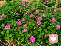 Love is not about grand gestures, but about the quiet moments, the shared laughter, and the unwavering support through every ups and downs.
爱从不是轰轰烈烈的仪式，而是细碎的陪伴、彼此的欢笑，以及无论顺境逆境都不变的支撑。配图