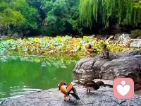 《荷塘月色》-朱自清
这几天心里颇不宁静今晚在院子里坐着乘凉，忽然想起日日走过的荷塘，在这满月的光里，总该另有一番样子吧。月亮渐渐地升高了，墙外马路上孩子们的欢笑，已经听不见了；妻在屋里拍着闰儿，迷迷糊糊地哼着眠歌。我悄悄地披了大衫，带上门出去。
沿着荷塘是一条曲折的小煤屑路。这是一条幽僻的路；白天也少人走夜晚更加寂寞。荷塘四面，长着许多树，蓊蓊郁郁的。路的一旁，是些杨柳，和一些不知道名字的树。没有月光的晚上，这路上阴森森的，有些怕人。今晚却很好，虽然月光也还是淡淡的
路上只我一个人背着手踱着。这一片天地好像是我的；我也像超出了平常的自己，到了另一个世界里。我爱热闹，也爱冷静；爱群居，也爱独处。像今晚上，一个人在这苍茫的月下，什么都可以想，什么都可以不想，便觉是个自由的人。白天里一定要做的事，一定要说的话，现在都可不理。这是独处的妙处，我且受用这无边的荷香月色好了
曲曲折折的荷塘上面，弥望的是田田的叶子。叶子出水很高，像亭亭的舞女的裙。层层的叶子中间，零星地点缀着些白花，有袅娜地开着的，有羞涩地打着朵儿的；正如一粒粒的明珠又如碧天里的星星，又如刚出浴的美人。微风过处，送来缕缕清香，仿佛远处高楼上渺茫的歌声似的。这时候叶子与花也有一丝的颤动，像闪电般，霎时传过荷塘的那边去了。叶子本是肩并肩密密地挨着，这便宛然有了一道凝碧的波痕。叶子底下是脉脉的流水，遮住了，不能见一些颜色；而叶子却更见风致了
月光如流水一般，静静地泻在这一片叶子和花上。薄薄的青雾浮起在荷塘里。叶子和花仿佛在牛乳中洗过一样；又像笼着轻纱的梦。虽然是满月，天上却有一层淡淡的云，所以不能朗照；但我以为这恰是到了好处，酣眠固不可少，小睡也别有风味的。月光是隔了树照过来的，高处丛生的灌木，落下参差的斑驳的黑影，峭楞楞如鬼一般；弯弯的杨柳的稀疏的倩影，却又像是画在荷叶上。塘中的月色并不均匀；但光与影有着和谐的旋律，如梵婀玲上奏着的名曲
荷塘的四面，远远近近高高低低都是树，而杨柳最多。这些树将一片荷塘重重围住；只在小路一旁，漏着几段空隙，像是特为月光留下的。树色一例是阴阴的，乍看像一团烟雾；但杨柳的丰姿，便在烟雾里也辨得出。树梢上隐隐约约的是一带远山，只有些大意罢了。树缝里也漏着一两点路灯光，没精打采的，是渴睡人的眼。这时候最热闹的要数树上的蝉声与水里的蛙声；但热闹是它们的我什么也没有
1927.7北京清华园配图