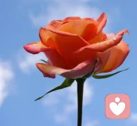 ??我們必須保持心靈富裕，并將其中的積蓄給予他人。不是坐等他人的尊重，而是自己主動去尊重、信賴他人……決不能成為心靈貧困的人。
??踐行功課
幸福生活之給予：為他人做點兒事
即使生命如塵，仍愿歲月如歌——把自己活成一道光。早安??配圖