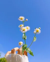 《暮色馈赠》
暮风在林荫道打了个旋，衔来城市褶皱里的草木私语，微风，温度适宜，去工作室的路上不再无聊。
​路边绿化带里一丛丛淡粉色的小花漾起层层温柔的潮汐，用无声的盛放诠释着生命的礼赞。不知其名，不曾相识，却被其美到，受其馈赠。
蓦然有暗香浮动，抬头便撞见楝树垂落的紫云——那些细碎如星子的花朵藏在翡翠伞盖里，将芬芳酿成被揉碎的星辰。指尖忽然记起儿时的魔法，如何把玲珑花苞串成叮咚作响的春铃，挂在童年的脖颈与手腕，让无忧无虑的笑声与蜂蝶同频共振。
感恩每片新叶都在教我们重识世界，
感恩每缕芬芳都在重启记忆的秘境，
感恩这些不期而遇的草木诗篇，让钢筋森林的罅隙里，永远生长着治愈心灵的童话。
原来万物静默生长时，都在为大地书写着最动人的十四行诗。

​配图