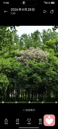 偶遇一棵开花的楝树和一片杨树，个性张扬明媚，却又相得益彰。
人心亦如此，接纳不同，才是与世界温柔相处的开始。配图