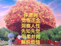 我在心里種下了一顆許愿樹，愿意和兄弟姐妹分享，許愿樹生長出5片智慧的葉子，它們是：
1.覺知正念
2.洞察人性
3.先知先覺
4.剛柔并用
5.解脫煩惱

我們來到這個世界，無法選擇原生家庭，但可以選擇和自己的執念達成和解，選擇自己人生幸福的活法。

愿慈悲的陽光陪伴著我們共同前行。配圖