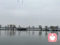 海鸥在说什么配图