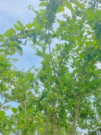 夏天到了，果實累累，愿我們此刻內心豐盈安定！配圖