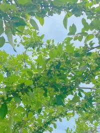 夏天到了，果實累累，愿我們此刻內心豐盈安定！配圖