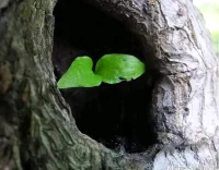 今天我來了，但是沒聽到你，如果你還在，我愿做你的樹洞配圖