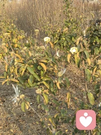 ~接上一篇

但同时，我们不得不承认有些人是幸运的，我们世界是彩色的。

这份彩色，或许得益于早年被爱灌溉过的底版，或许是在后来的阅读、行走与思考中，一点一点为系统打上的补丁。

它让我能看见美，能感受爱，能在绝望的缝隙里找到一丝光亮。

这份幸运，让我在面对那些黑白灰的灵魂时，既难过又无奈，甚至还有一丝恐惧。

难过的是，我无法将我的滤镜借给他们；无奈的是，我知道那套旧系统是他们曾经的救世主，如今却成了枷锁。

然而，心理学告诉我们，人的心理并非一成不变。与电脑的固化系统不同，人类的大脑拥有贯穿一生的“神经可塑性”。
那种“焊死在血液里”的绝望感，更多是源于内心防御机制的强大，而非生理上的绝对不可能。

真正的改变，的确像“换系统”。它需要我们带着巨大的勇气，承认旧系统的局限，

然后像婴儿一样，重新学习去感受，去信任，去相信“灰色”之外还有别的色彩。

这个过程漫长、孤独，且充满挫败。但每一次微小的尝试，都是在为那个黑白世界凿开一扇透光的窗。

所以，我想对那个“眼里是黑白灰”的人说，

世界或许还是一样，但滤镜永远可以擦拭。

如果你的世界暂时是灰的，没关系，那是色彩的底色。

在这个底色上，哪怕只添一笔温柔，也是新的开始。

如果你的世界是彩色的，请珍惜这份幸运，并试着做一盏灯——不必强求照亮所有人，只需安静地亮着，让那些在黑暗中摸索的人知道，光，是真的存在的。

我们无法选择自己的出厂设置，但我们永远拥有修缮自己的能力。

愿我们都能在自己的世界里，看见更丰富的风景。配图