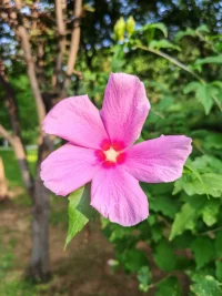 早晨運動完身體很爽，出了一身的汗，我是一個能為自己負責的人，在林間聽著大家的分享，看著小花，蝸牛??，螞蟻??，好享受，我是一個靈活的可以讓我的生活是高品質的女人[玫瑰][玫瑰][玫瑰]配圖