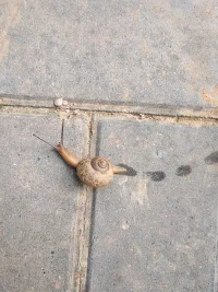早晨運動完身體很爽，出了一身的汗，我是一個能為自己負責的人，在林間聽著大家的分享，看著小花，蝸牛??，螞蟻??，好享受，我是一個靈活的可以讓我的生活是高品質的女人[玫瑰][玫瑰][玫瑰]配圖