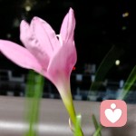 杨过的头像