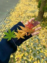 原來恰恰脆弱才是直擊根本的時候，因為剔除了偽裝配圖