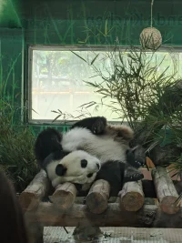 山河無恙配圖