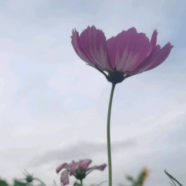 阿玲【婚戀/親子】