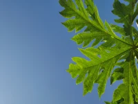 心理學上有個“安全基地”的概念，當母親給予孩子的愛和力量足夠，孩子開始嘗試離開母親，獨自行動，他將母親這個恒常的形象內化于心，就好像母親仍然在身邊一樣，當遇到危險的時候，感覺可以立刻回到母親身邊。這部分良好發展的孩子，可以勇于嘗試，積極探索，也會有解決問題的主動性。母親穩定、溫柔、堅定的特性對孩子的一生有重大的影響。配圖