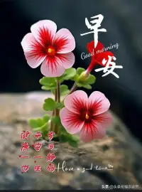 黑夜無論怎樣悠長，白晝總會到來。美好的一天，從擁抱清晨的第一縷陽光開始。早安，你好！配圖