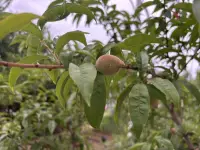 “孤獨(dú)并不是來自身邊無人。感到孤獨(dú)的真正原因是因?yàn)橐粋€人無法與他人交流對其最要緊的感受。”

                          ———卡爾·古斯塔夫·榮格配圖