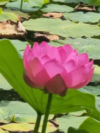 无论是婚姻家庭，还是朋友同事，关系中的彼此是需要耐心陪伴的，对自己和对方的成长都是需要耐心的，成长是缓慢的，但是每一天都在进步，珍惜陪伴，发现美好！配图