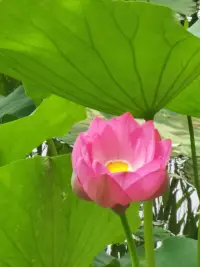 作一个自我边界清楚的人：充分享受做自己，给予自己欣赏和鼓励，同时尊重他人成为他自己。配图