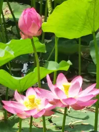 因為喜歡、熱愛而去奔赴、經營，這是發自我們的“內在動機”，是為我們自己付出努力，這和外界強加的價值標準和目標無關。配圖