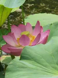 放慢脚步，从容淡定，慢慢来，按着自己的节奏，也尊重他人和事物的特点，踏踏实实，点滴积累，徐徐前行……配图