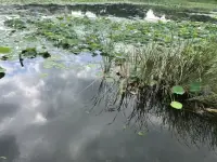 情緒來了？怎么辦？當然不能任由它來控制我們了！同時，也不能壓制情緒。那怎么辦呢？我們可以做“情緒正念冥想”，用認識、接納、探索、分離來覺察我們的情緒。配圖