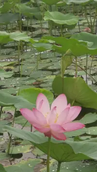我們的情緒是偵察兵，理性是參謀長，情感是總司令，各司其職。配圖