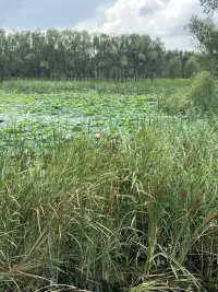 子夏為莒父宰，問政。子曰：“無欲速，無見小利。欲速則不達，見小利則大事不成。”
                 ———《論語·子路》配圖