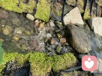 我們可以按著自己的節奏慢慢來，不被催逼，不是被動的，而是很自然地面對和解決問題。配圖