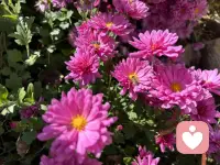 如果一個人不能象征性地、合理地表達自己的攻擊性，就會出現心理問題。
                        ———弗洛伊德配圖