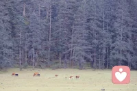 一定要允許自己去表達情緒

什么是表達情緒？當我因為對方的語言或行為難過的時候，真實的表達：“你這樣做讓我心里很難過…”

什么是用情緒表達？當我對一個人好，被忽視或沒有獲得反饋，心里升起不滿的情緒，然后用語言攻擊：“你就不值得別人對你好！對你好你也看不見！眼瞎！”

你可以想想，生活中是否會常常出現，開口就帶著情緒去表達，而不是用語言表達情緒呢？

當我們用情緒去表達時，投射出去的也是情緒，例如憤怒、抱怨而大多數情況，尤其對方情緒不夠穩定時，不能夠包容我們所投射的情緒那么反饋回來的一定是與我們情緒相當的能量，甚至更甚！

這也是為什么那么多婚姻家庭關系、親密關系，總是在生活中爭吵不斷，出現各種關系卡點學會用語言表達情緒；

首先要做到的是覺察覺察到我此時升起了情緒，是難過，是委屈，或是喜悅、興奮、感動即使是所謂的“負面情緒”；

即使不能當下找到原因或是轉化情緒，但至少我們看見了自己內在的情緒平和的表達情緒，除了覺察，還有一點非常重要，就是允許自己有情緒！

你可以對自己說：“我允許自己生氣，允許自己焦慮、難過，允許自己喜悅、興奮”允許是一種極大的包容的力量！

即使這個世界無法包容我，我還有我自己，我可以包容自己！

這是愛自己最真實的表現！當我們的情緒被覺察、被看見、被包容時，才有可能進行轉念、轉化！

給自己多一點對內在情緒的覺察、看見和包容，允許它們到來，允許它們流動能夠去表達情緒，不再用情緒去表達，這就是更好自己的呈現！

?配圖