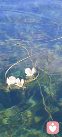 “被看見！”#個案感悟#
?
已經?軀體化很嚴重的小學生，
?當他的恐懼、無助、絕望的情緒
被識別并被看見，?他就長出了力量
?
?意相的小草從很細到很肥到像開的花，
?直到變成像太陽～～
?
?感嘆每個生命的本自具足！
?
?如果你也有情緒需要處理，可以找我！??配圖