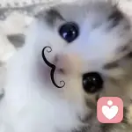 迹已的头像