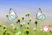 美國社會心理學家費斯汀格（Festinger）有一個很出名的研究，被人們稱為“費斯汀格法則”：生活中的10%，是由發生在你身上的事情組成的，而另外的90%，則是由你對所發生的事情如何反應決定的。配圖