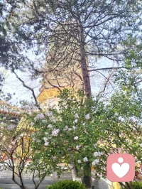 与其消耗情绪纠结得失，不如沉淀自己慢慢发光。人生短暂，取悦自己才是终身必修课，不困于情，不乱于心，看淡得失，放下执念，平安喜乐，安稳度日。配图