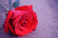 心理學(xué)家張德芬曾說：
“不卑不亢，不遷不就，向著自己喜歡的一切靠近，是一種態(tài)度、底氣，是對(duì)自己全然的愛。”配圖