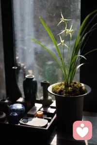 健康的身體，善良的心眼，溫和的脾氣，柔軟的語言，和睦的關系都會為我們帶來好運，從而改變自身的命運。配圖