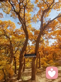 無論是清晨的第一縷陽光，還是夜晚的璀璨星空；無論是春天的花朵，還是冬天的雪花；無論是成功的喜悅，還是失敗的淚水，都是生活給予你的禮物。配圖