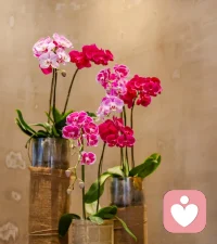 先取悅自己，再照顧生活，日子在慢慢向前，事情會慢慢變好，希望你能常常與生活和解，和快樂碰杯。配圖