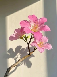 世界上只有一種真正的英雄主義，那就是認(rèn)清生活的真相后，依然熱愛生活。配圖