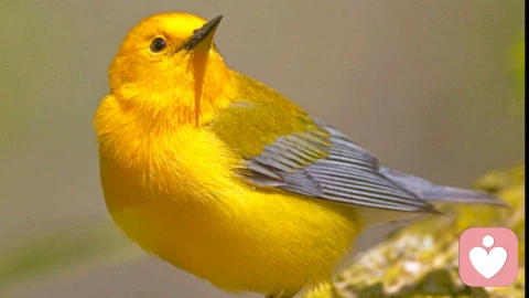 离群索居者从来不是弱者：孤独场域里，藏着强者的能量闭环