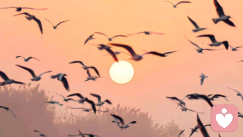 那些伤害你的人，从来都不是“不小心”