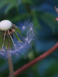 與人相處： 
無需建議， 只需看見。

《人間世》中蘧伯玉給出了答案：
彼且為嬰兒，亦與之為嬰兒；彼且為無町畦，亦與之為無町畦；彼且為無崖，亦與之為無崖。達之，入于無疵。配圖