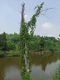 在人之上，要視別人為人；
在人之下，要視自己為人。配圖