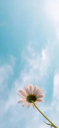 一段路，走了很久，依然看不到希望，那就改变方向，一件事想了很久，依然纠结于心，那就选择放下，一些人，交了很久，依然感觉不到真诚，那就选择离开，事压不垮人，但是情绪会压垮人，所以，不要被情绪所绑架，要学会和自己和解！