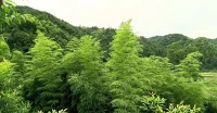 親眼看見這片綠的時候，真的被驚艷到了配圖