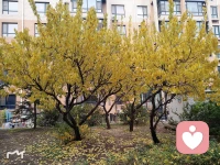 深秋即將入冬的東北
竟然，在重陽節(jié)的當(dāng)天打雷???又閃電?
下起了絲絲細(xì)雨
這個世界永遠(yuǎn)不是完美的
要接受并允許一切發(fā)生
因?yàn)椋煌昝啦攀浅B(tài)…………配圖