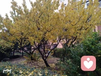 深秋即將入冬的東北
竟然，在重陽節(jié)的當(dāng)天打雷???又閃電?
下起了絲絲細(xì)雨
這個世界永遠(yuǎn)不是完美的
要接受并允許一切發(fā)生
因?yàn)椋煌昝啦攀浅B(tài)…………配圖